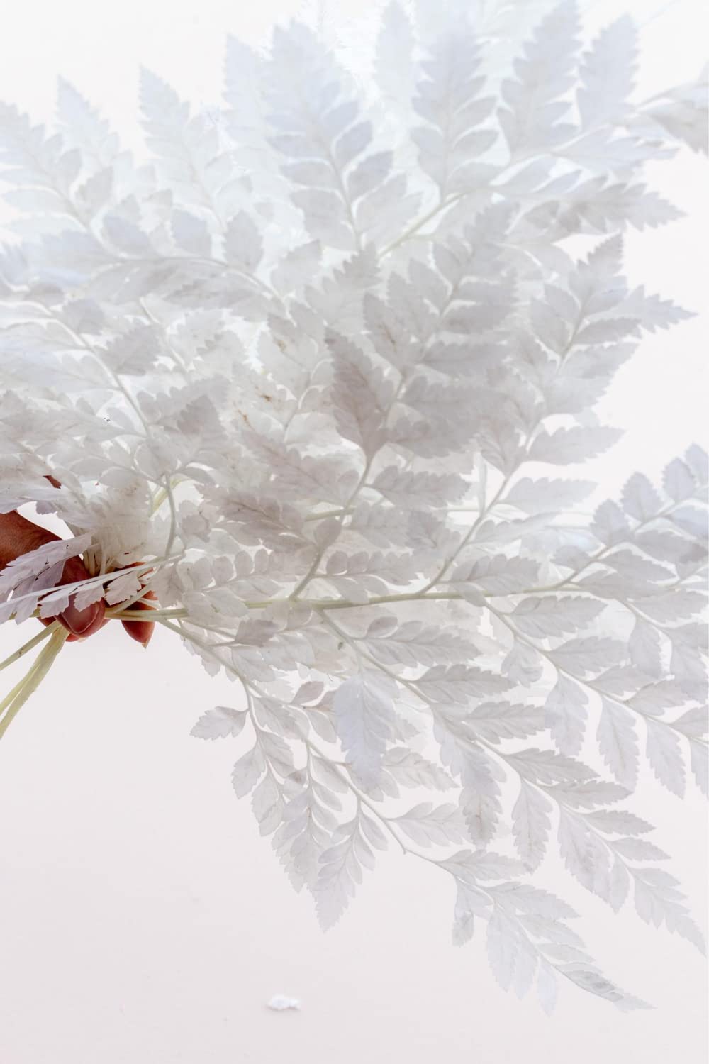 Natural Fern Leaves for Floristry