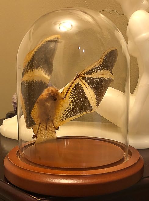 Natural specimen bat in elegant glass dome