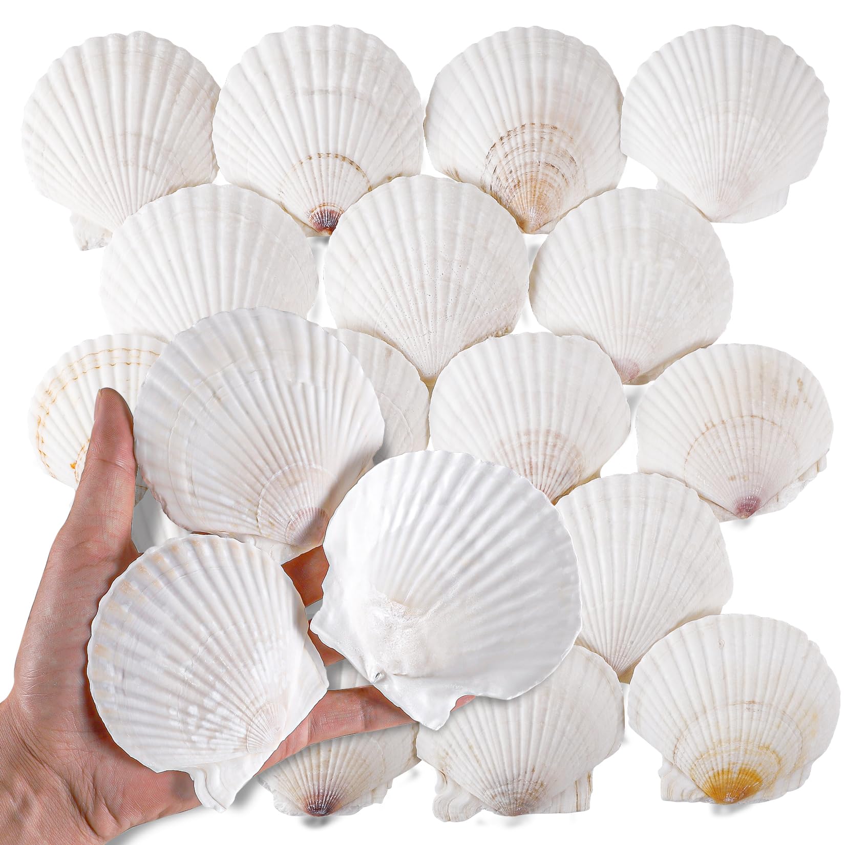 natural white scallop shells 3 inch size for diy crafts