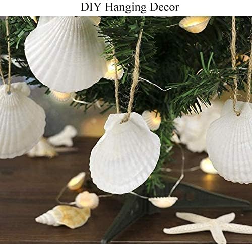 Natural white scallop shells 3-4 inches in mixed sizes