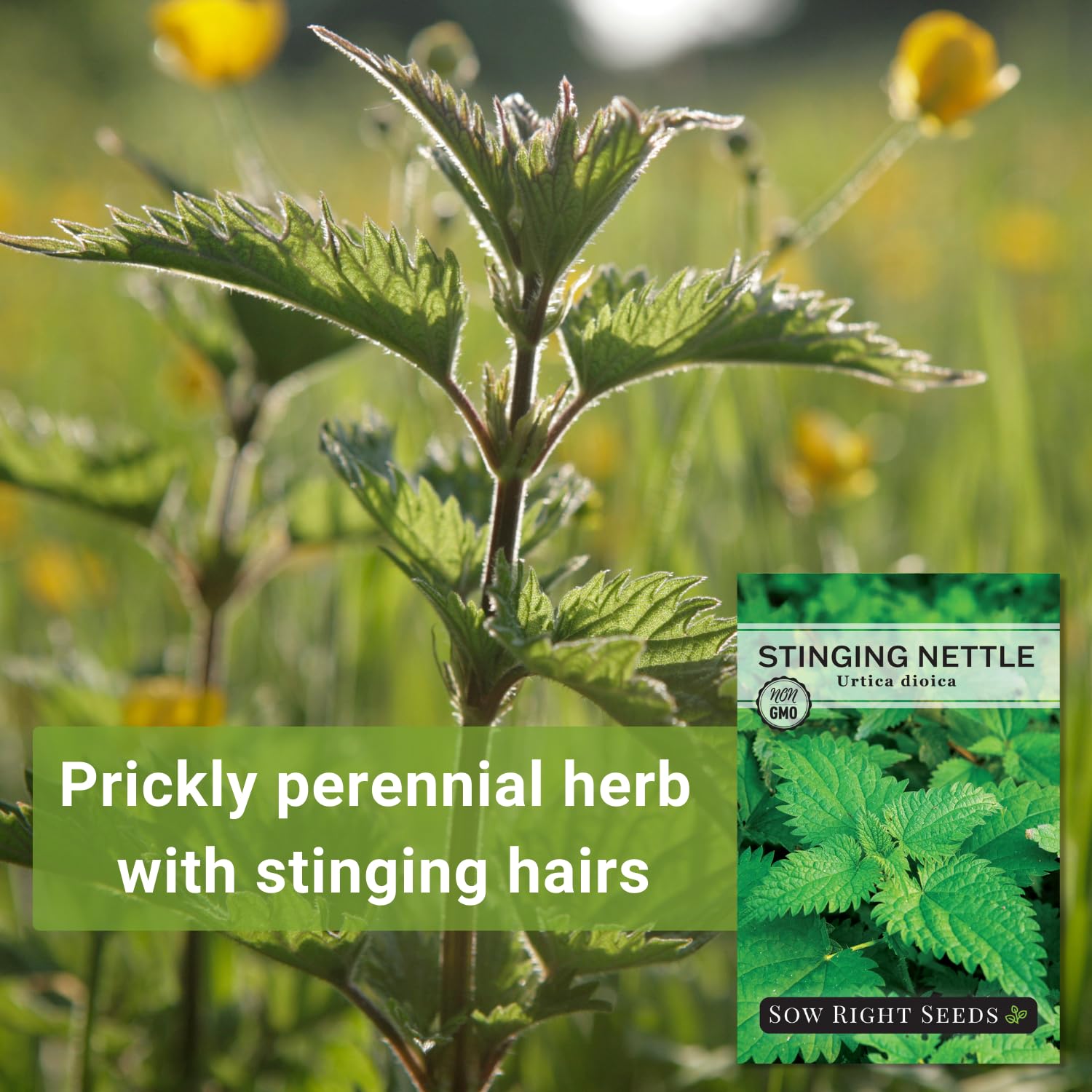Nettle seed germination 10-14 days at 65-80°F