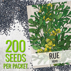 Rue herb plant with blue-green leaves and yellow flowers