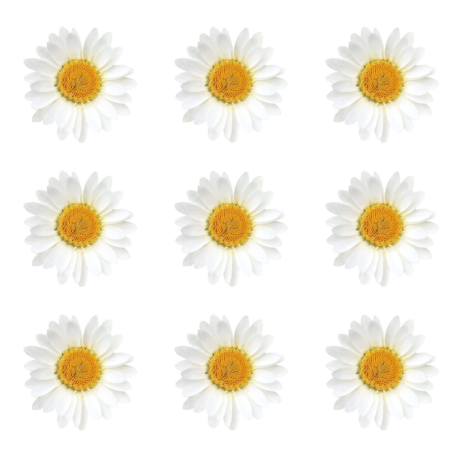Daisies vacuum packed for safe delivery Nuanchu