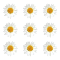 Daisies vacuum packed for safe delivery Nuanchu