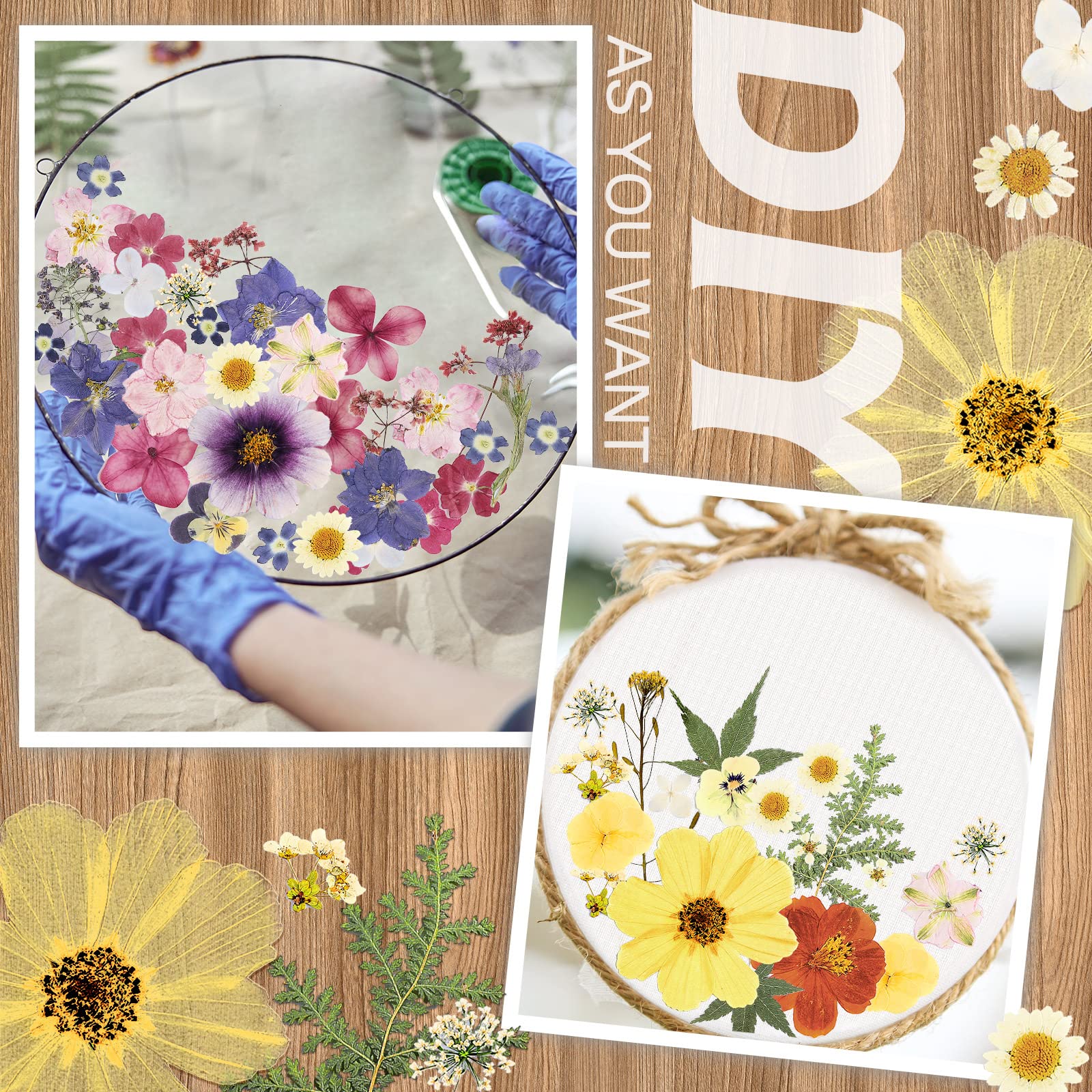 Natural color variations in Nuanchu dried pressed flowers