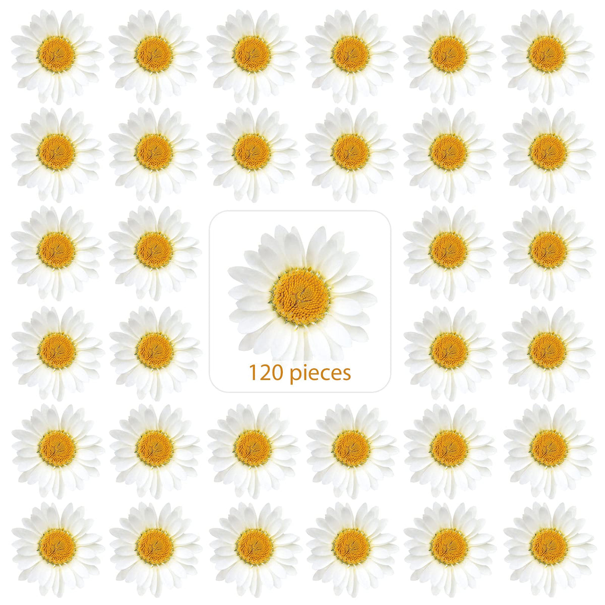 Nuanchu dried pressed daisies 120 pieces size 2.5-3 cm