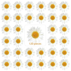Nuanchu dried pressed daisies 120 pieces size 2.5-3 cm