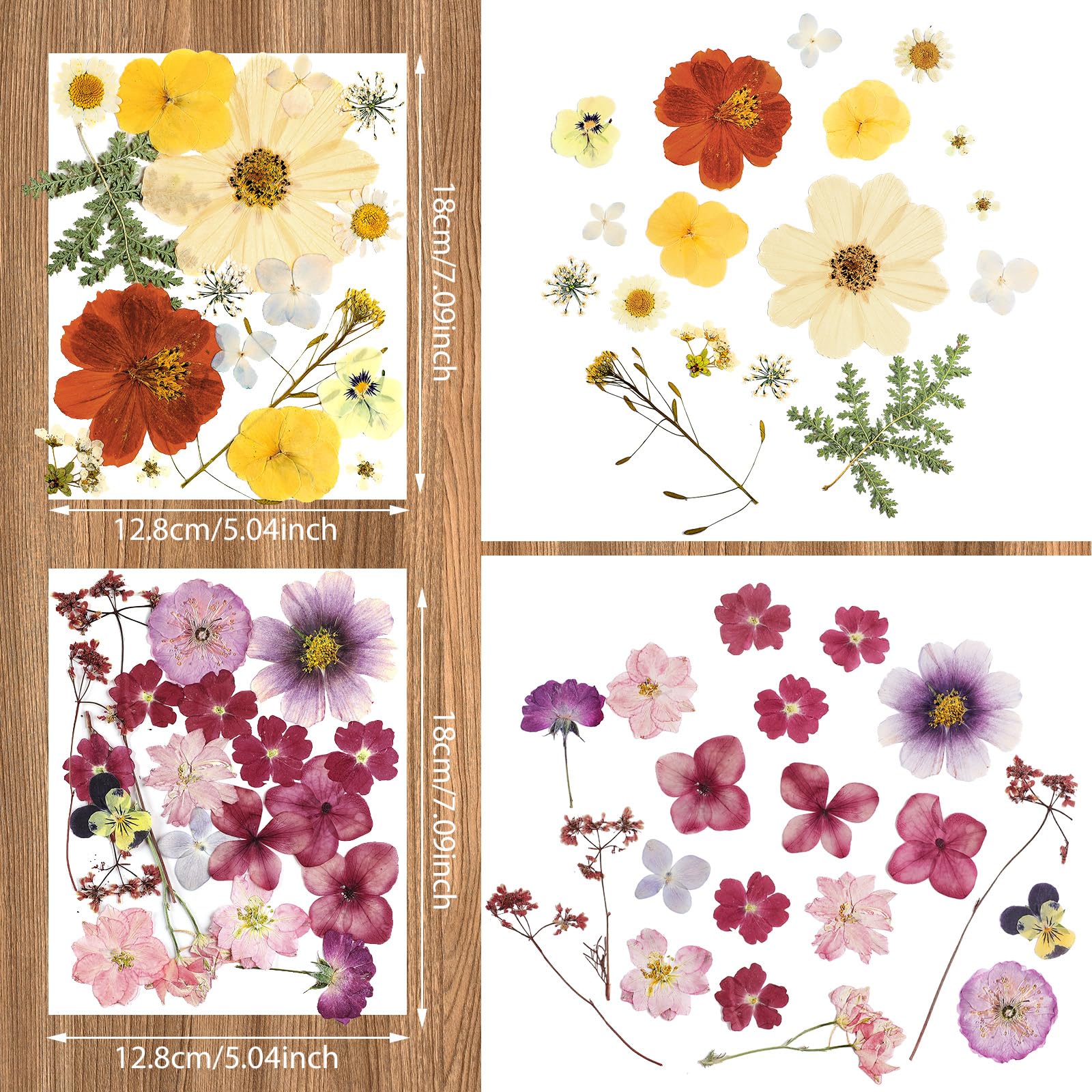 Real dried pressed flower varieties for DIY projects