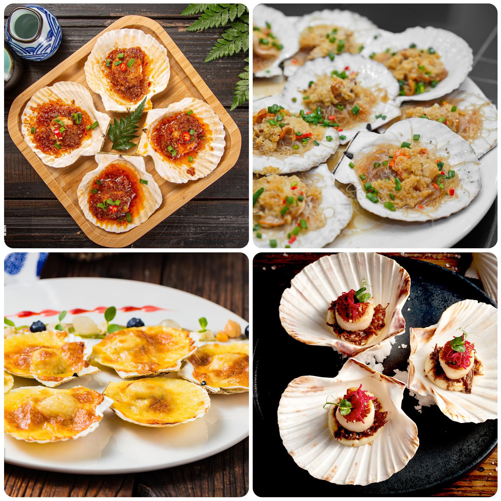 bulk scallop shells for crafts and parties