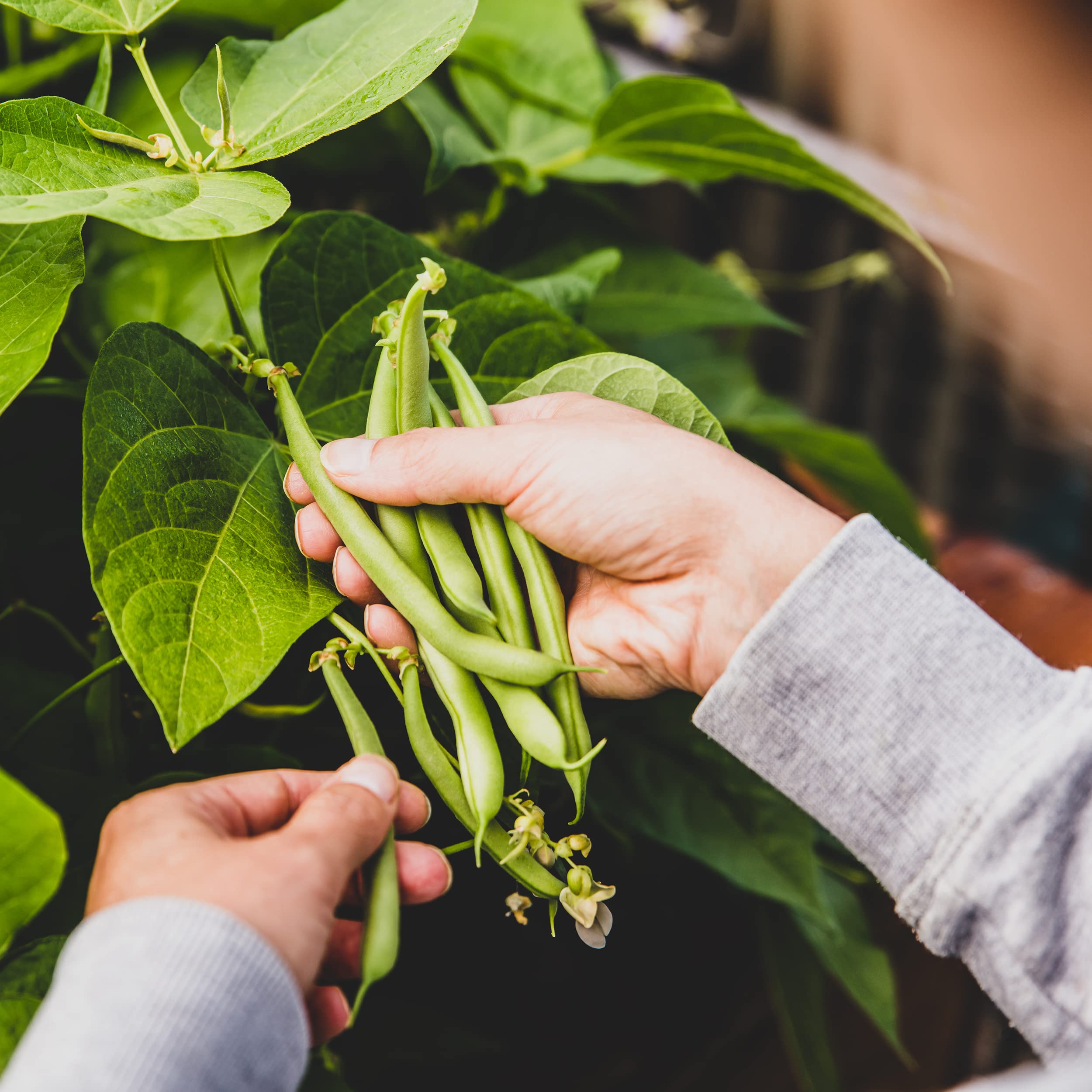 USA origin organic heirloom bean seeds from The Old Farmer's Almanac