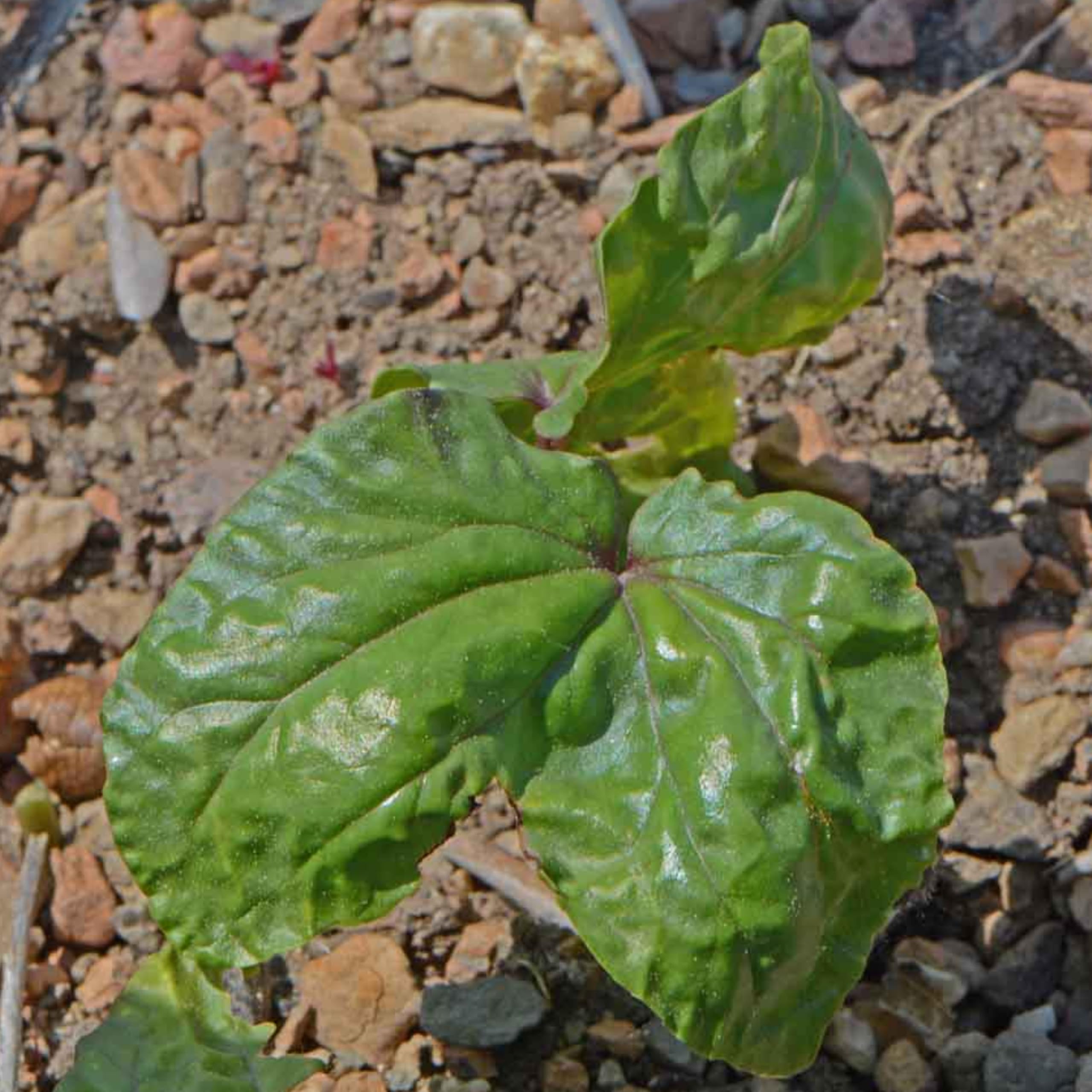 Open-pollinated heirloom seeds note on Moonflower seed packaging
