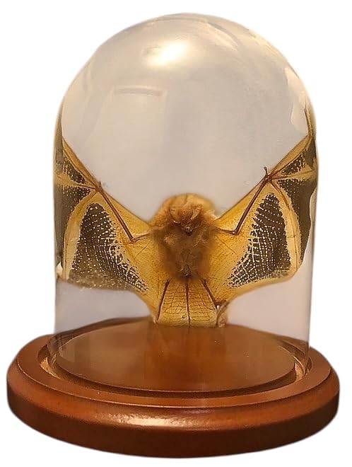 Open Wing Bat in Dome Kerivoula picta in glass dome