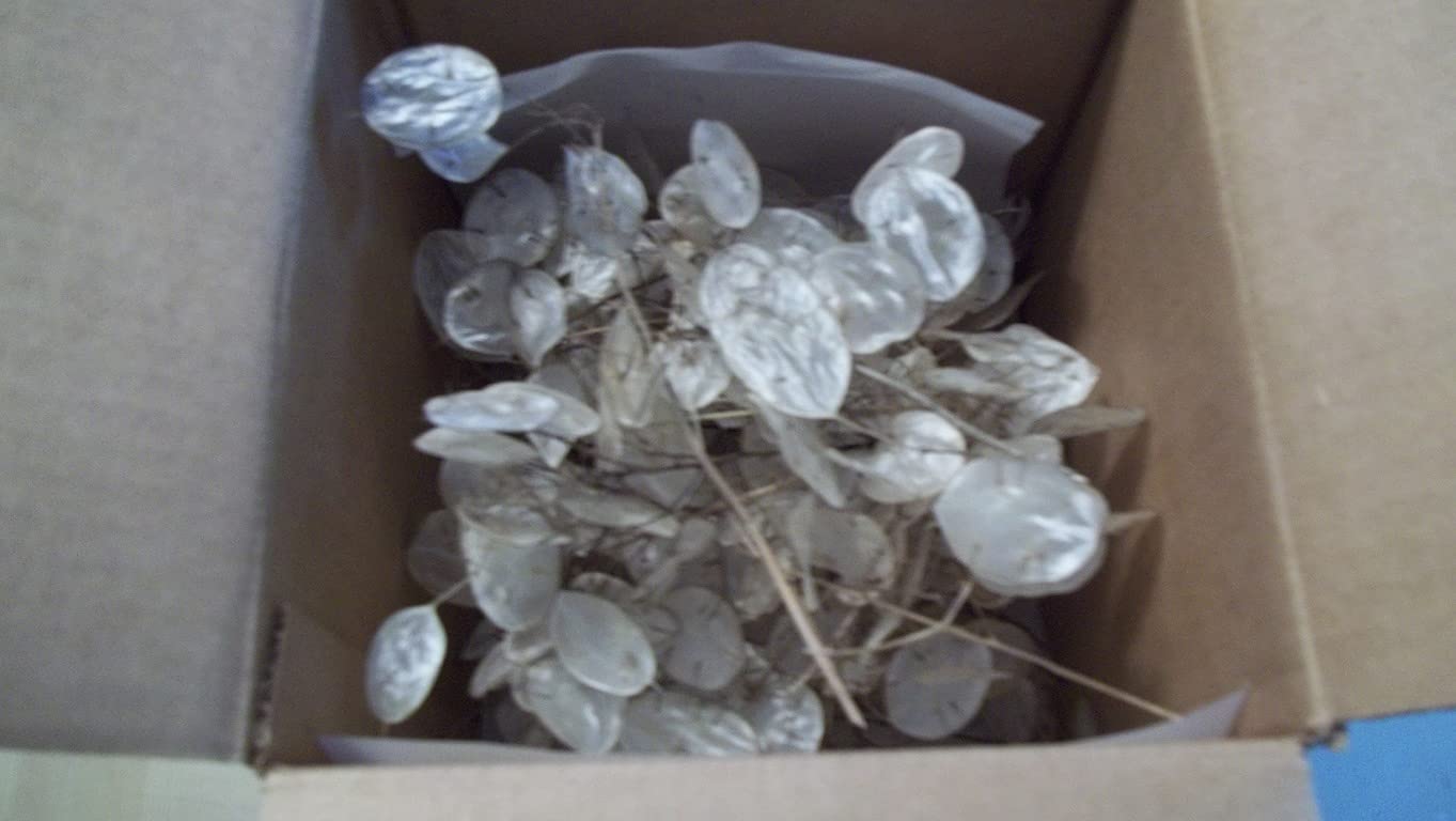 Oregon-grown Lunaria stems for wedding decor