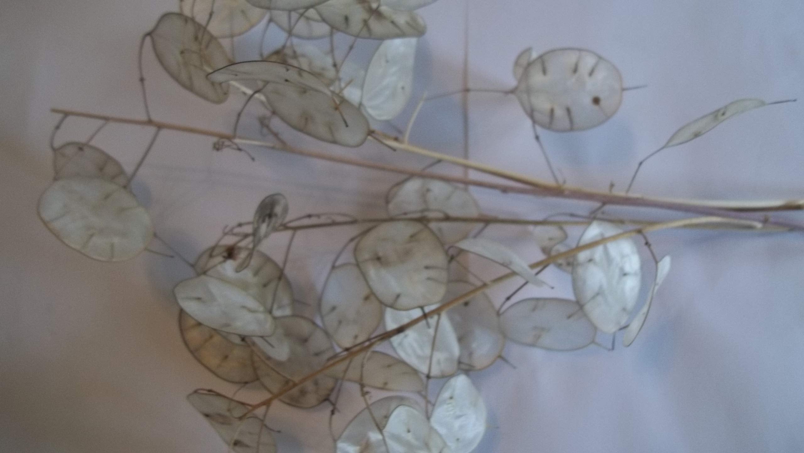 Lunaria disc-shaped silicles viewed with backlight