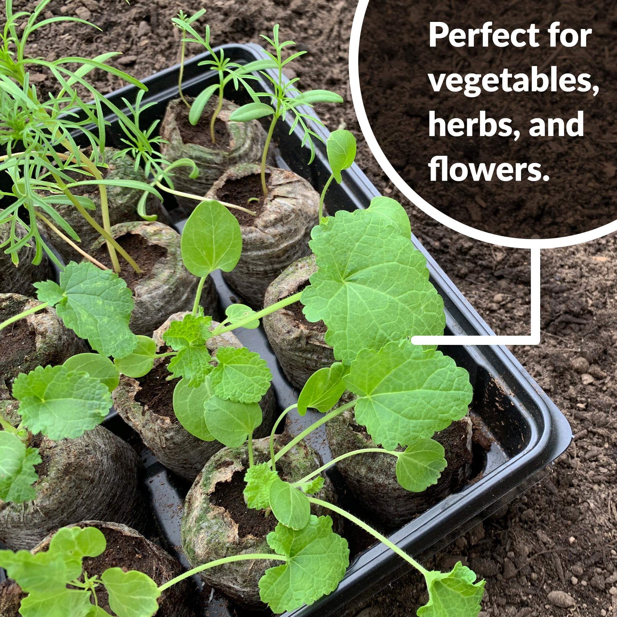 Peat soil pellets for seeds 36 mm Jiffy brand