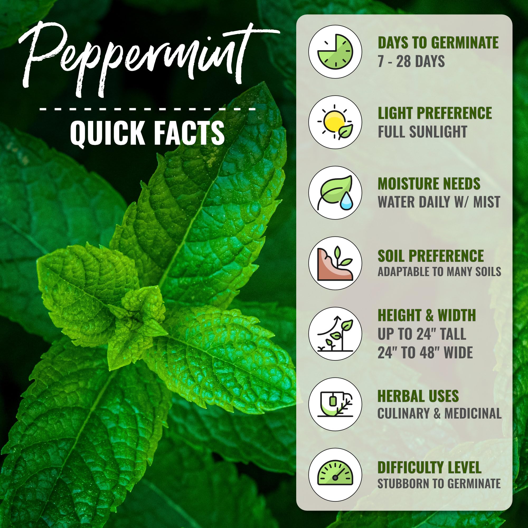 Open-pollinated heirloom peppermint seeds with few hybrids
