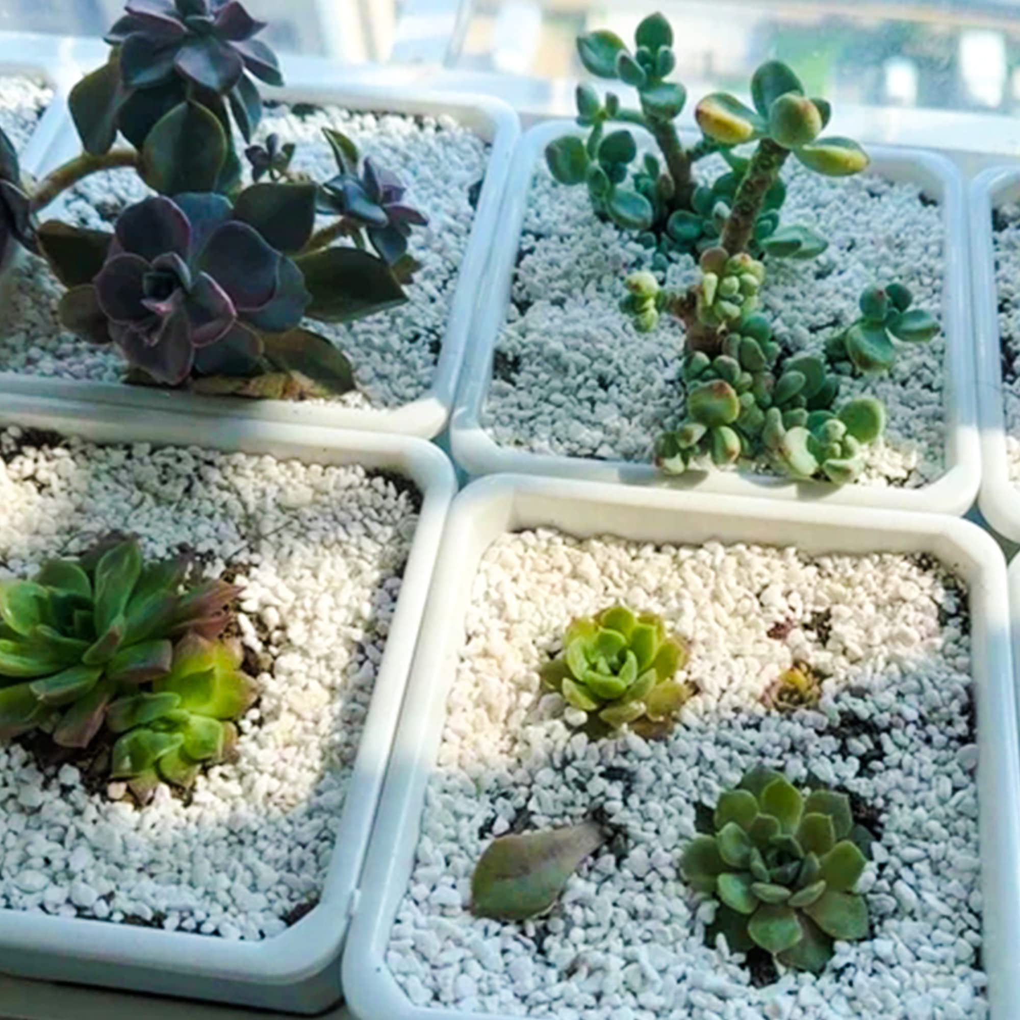 Hydroponic use of horticultural perlite image