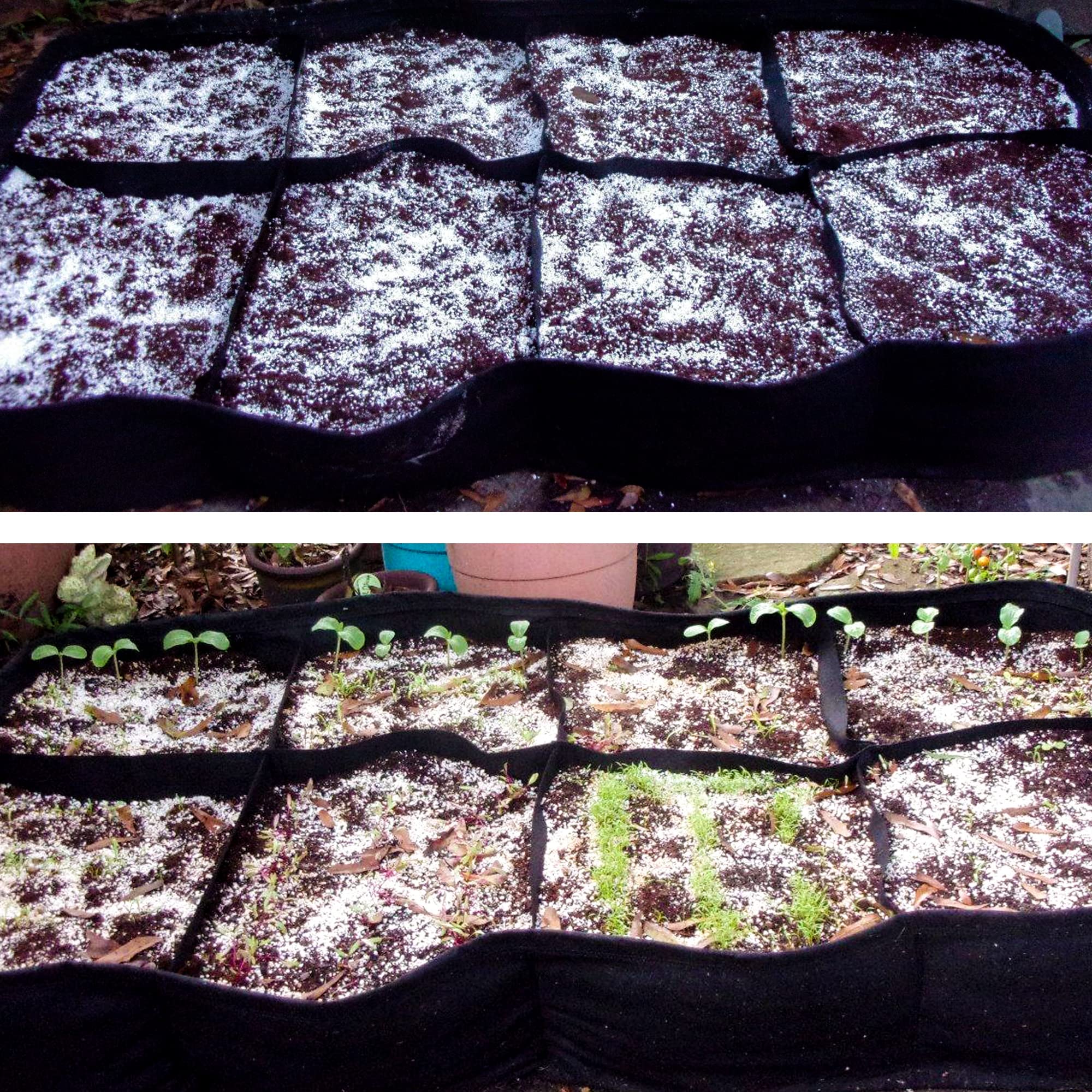 Perlite root growth support image