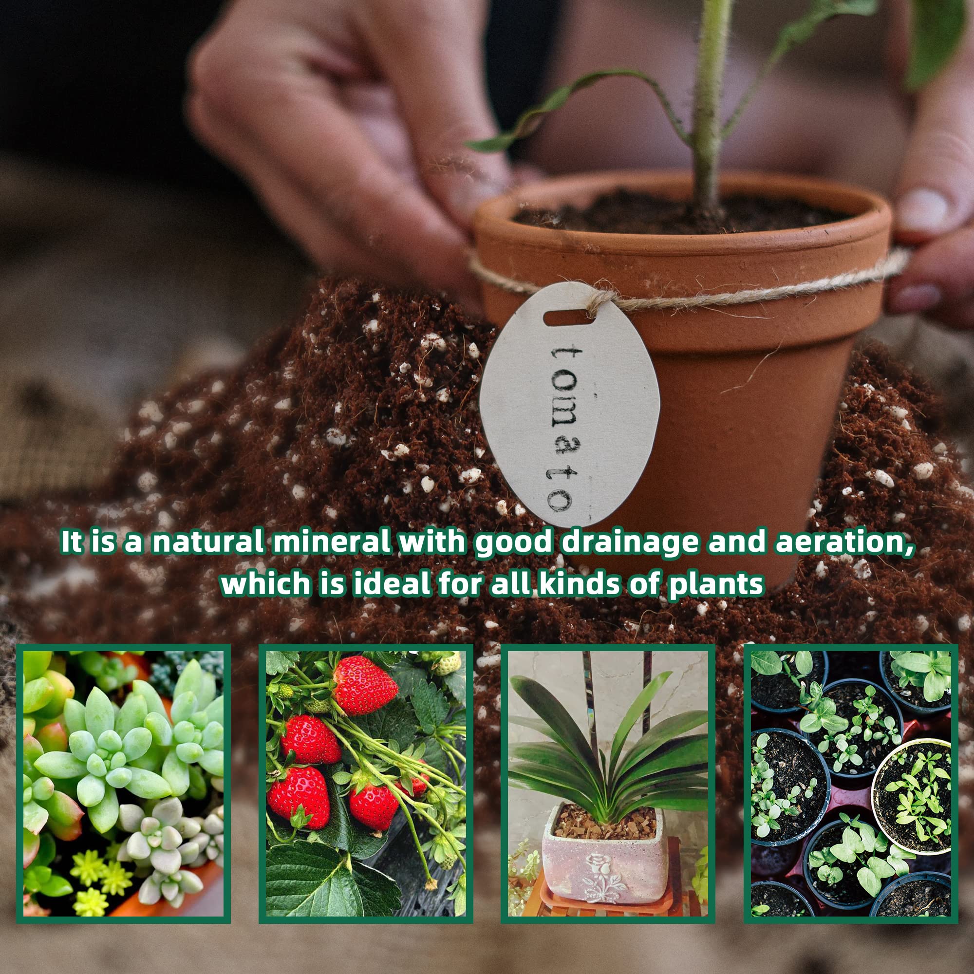 Perlite seed germination and propagation image