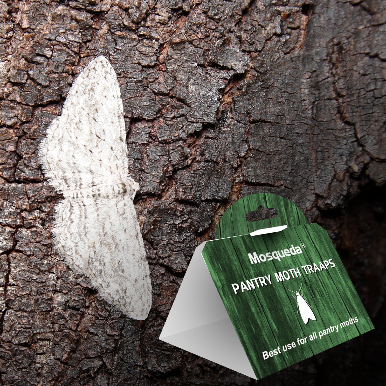 Non-toxic odorless indoor moth traps near dry foods