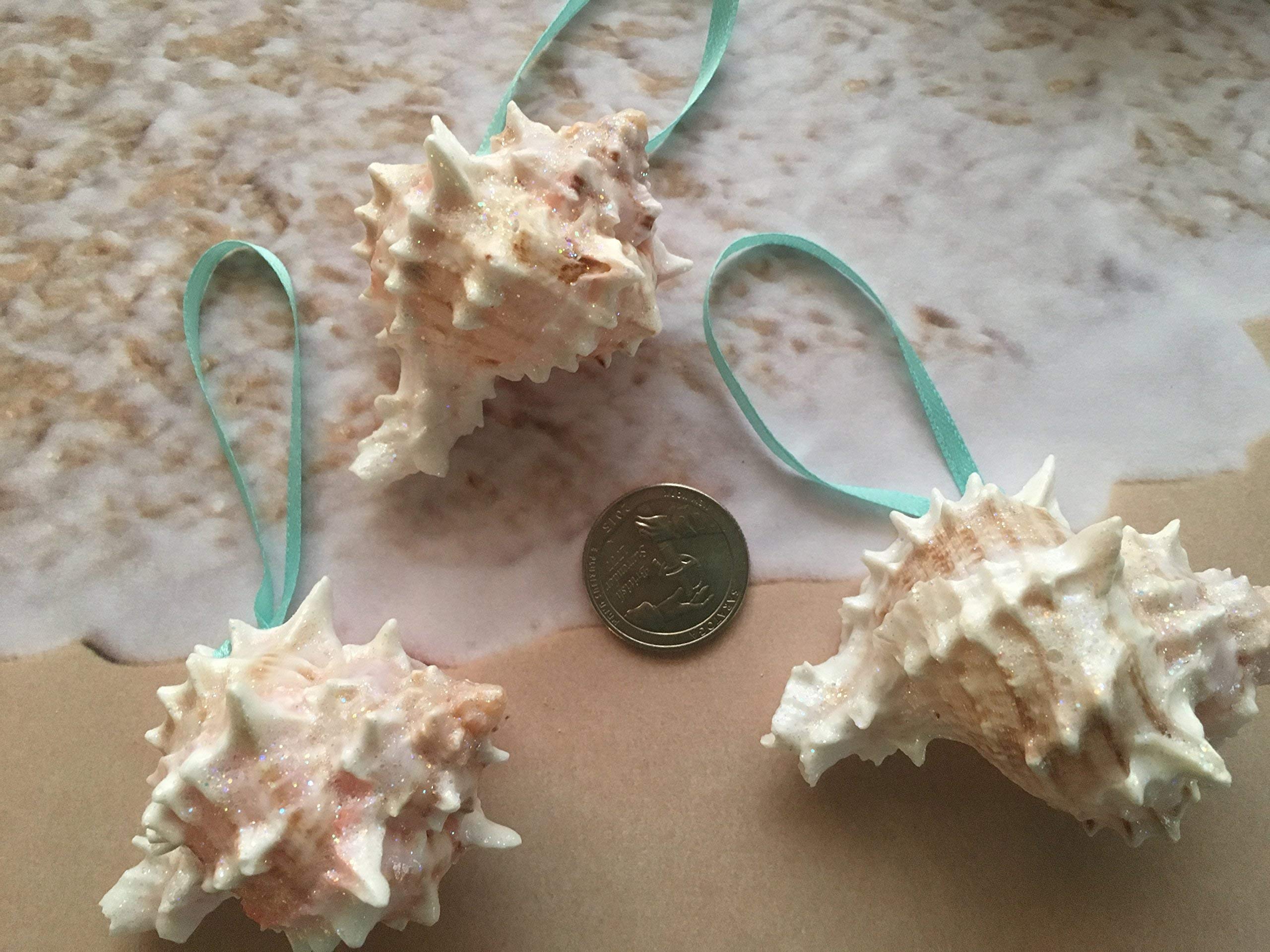 Each pink murex seashell interior pink color