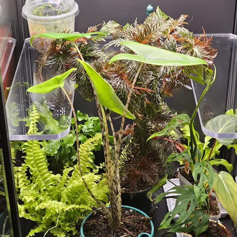Indoor greenhouse cabinet space-saving shelf display