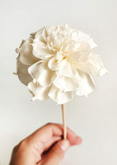 3 inch Magnolia Lilliflora sola flower diameter detail
