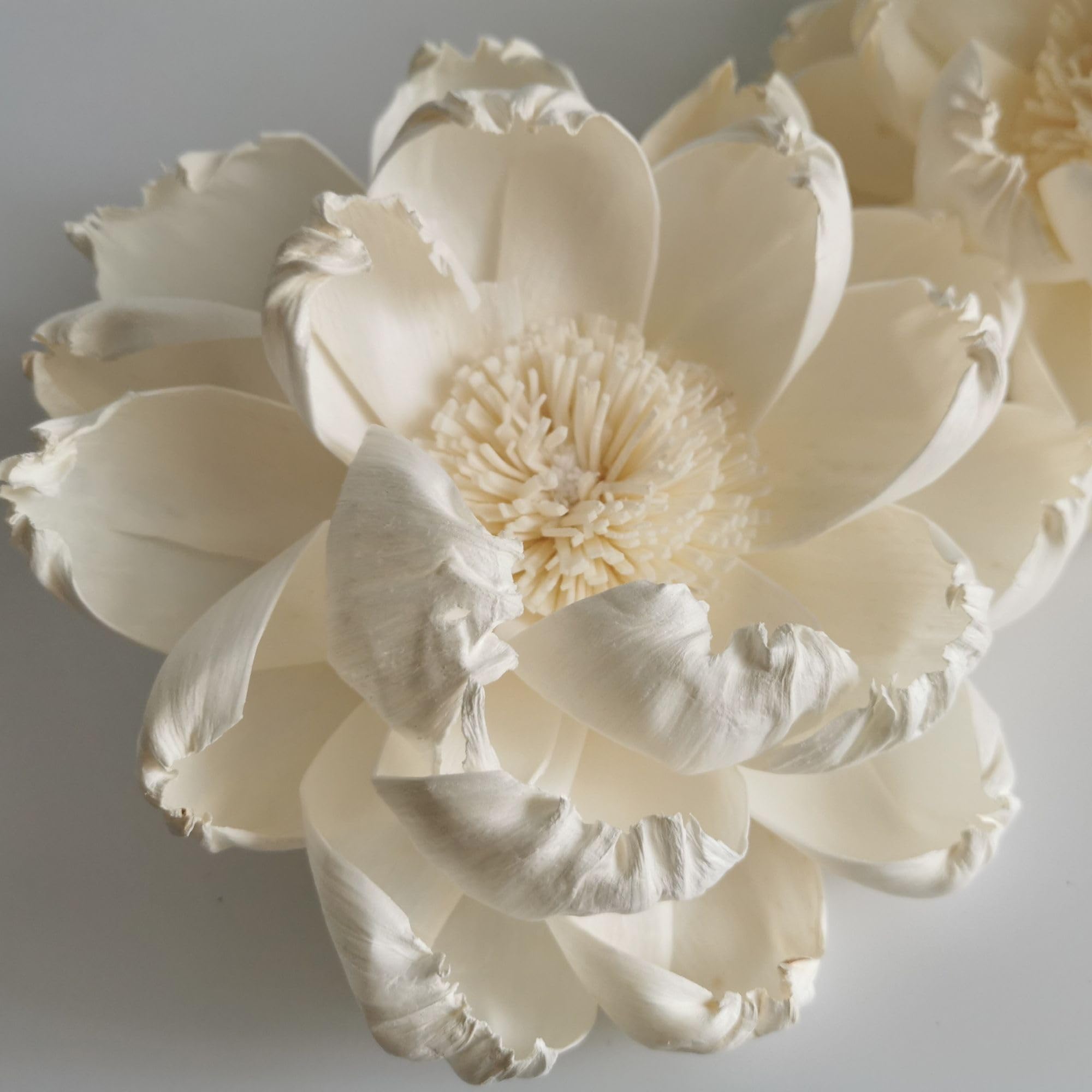 Cotton wick diffuser with sola flowers by Plawanature