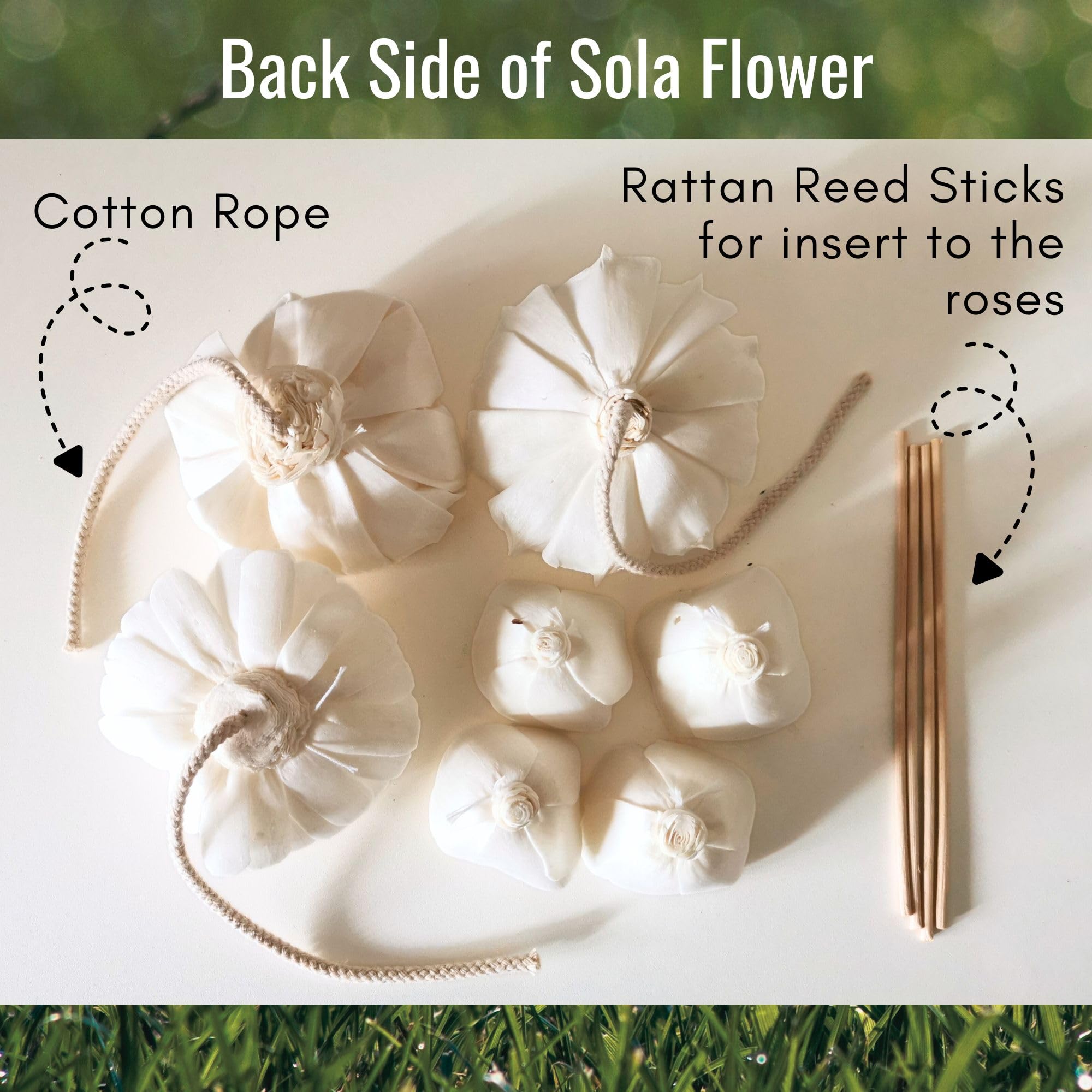 plawanature ranunculus rose 1-5in sola