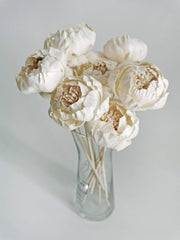 Peony White Pink Sola Flower by Plawanature for home fragrance