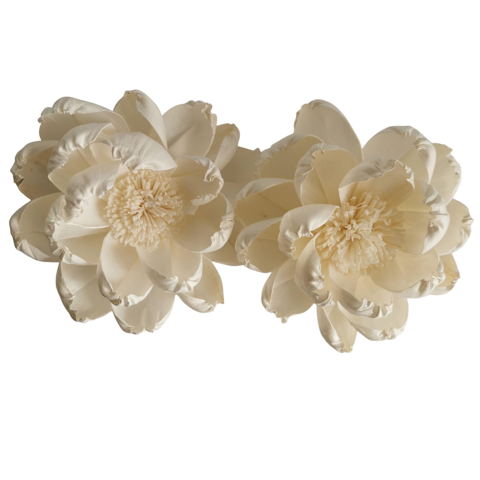 Lifelike peony sola flower bloom by Plawanature