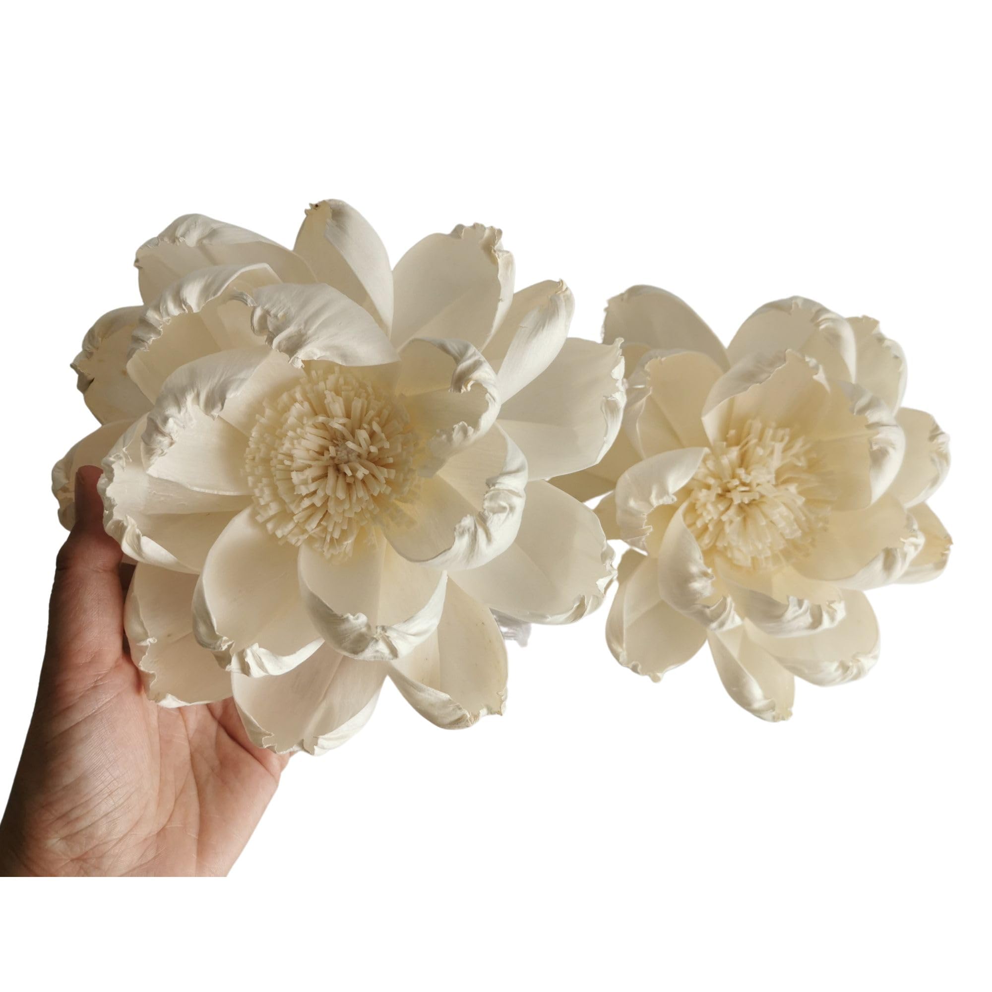 Plawanature two 6inch sola flowers display