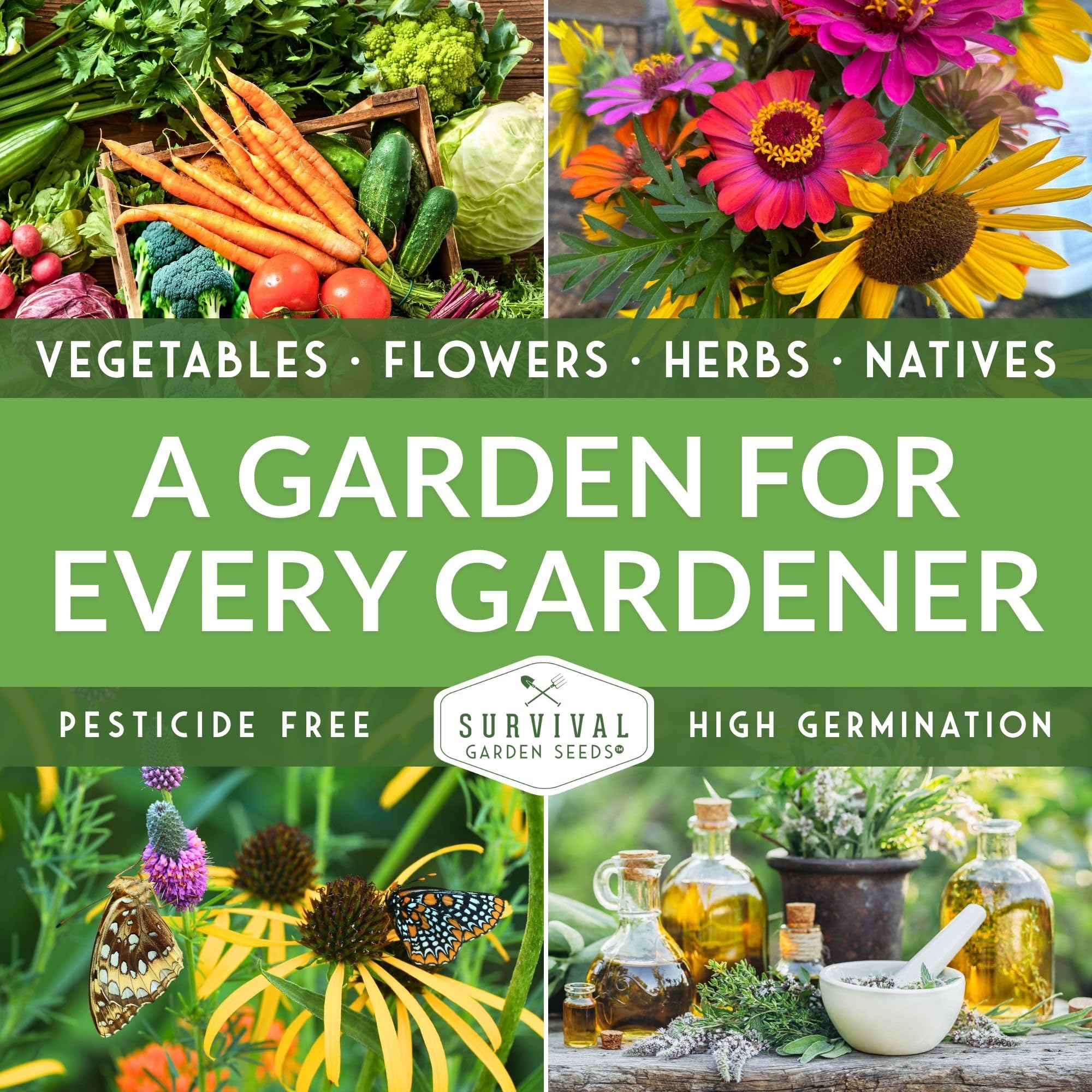 Pole bean climbing seeds for vertical garden