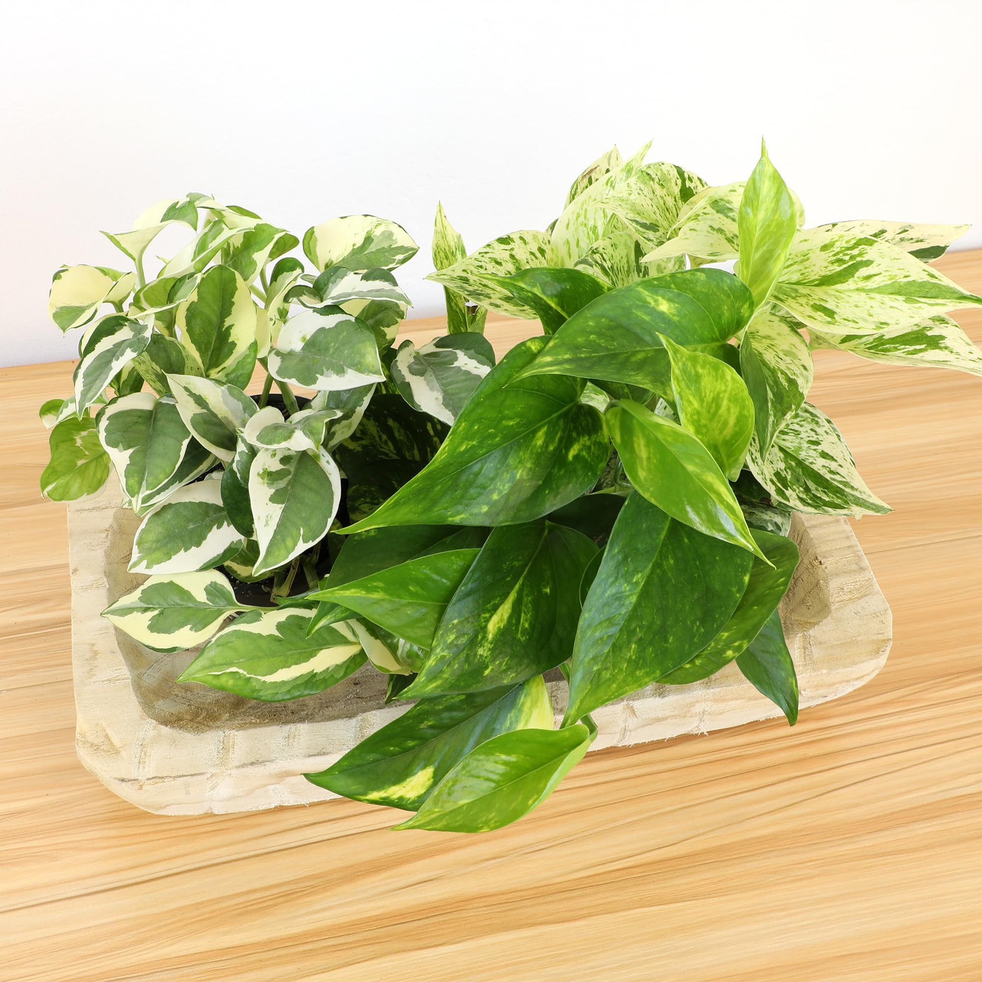 Black pothos plants from Live Pothos Plants 4PK