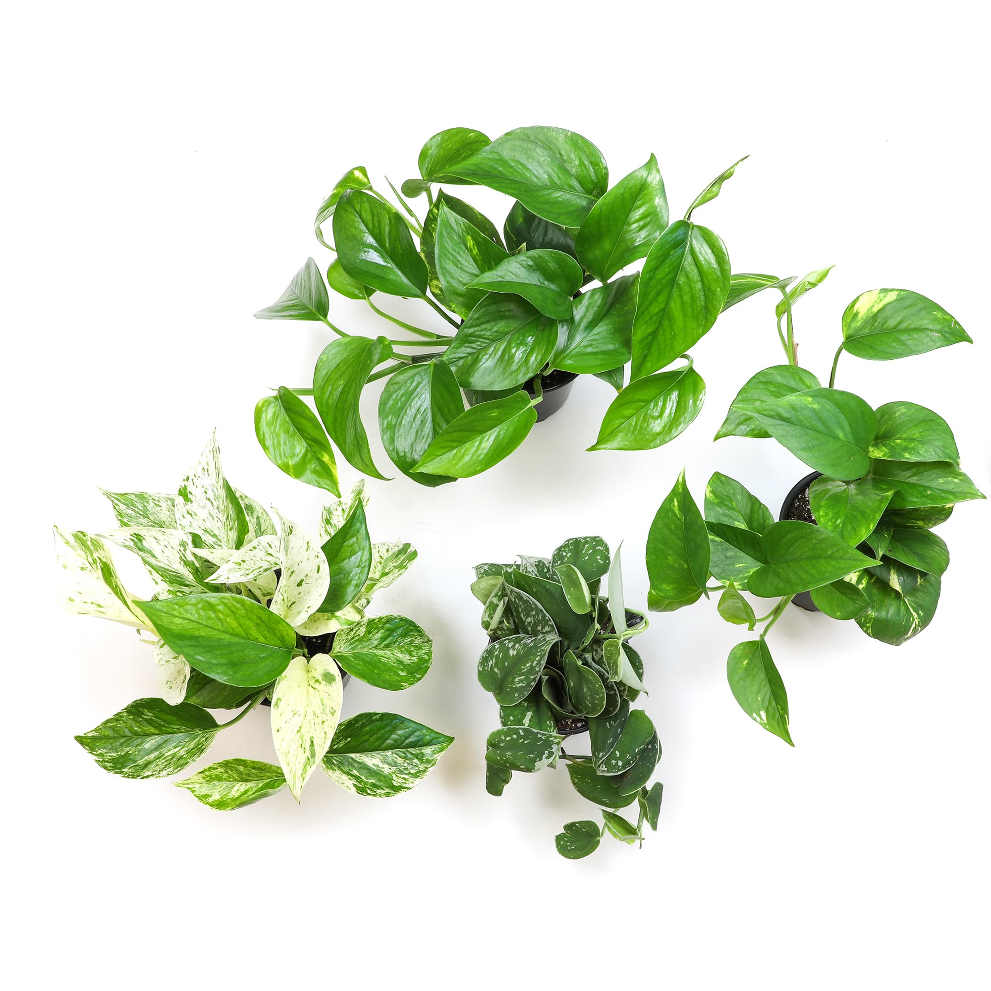 Hanging planter display for pothos vines