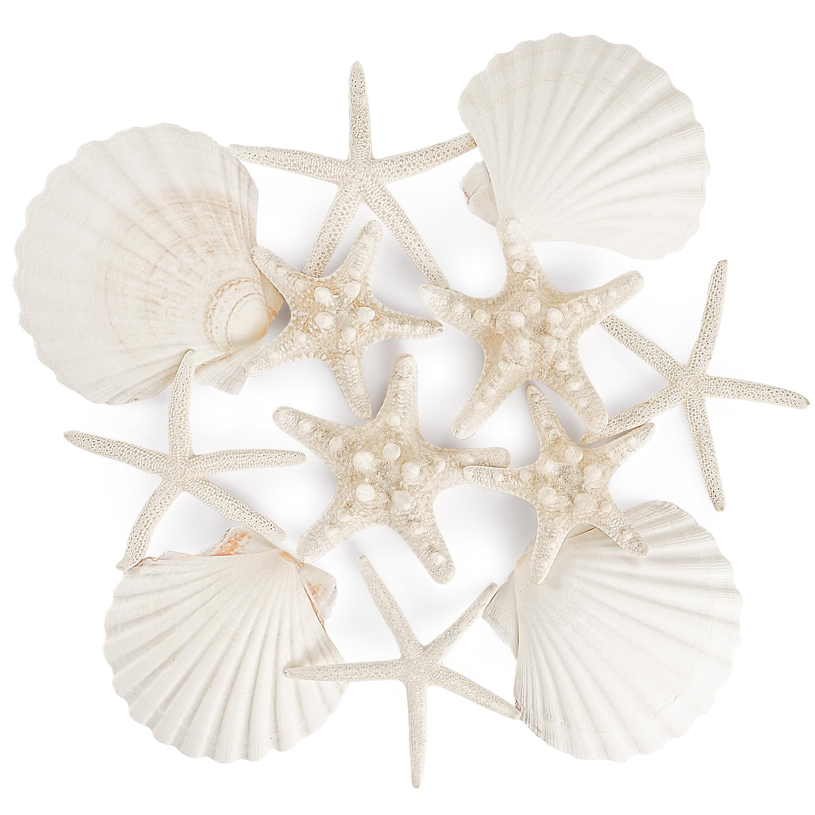 PPCLION natural starfish 4-5 inch set of 12 pieces for crafts