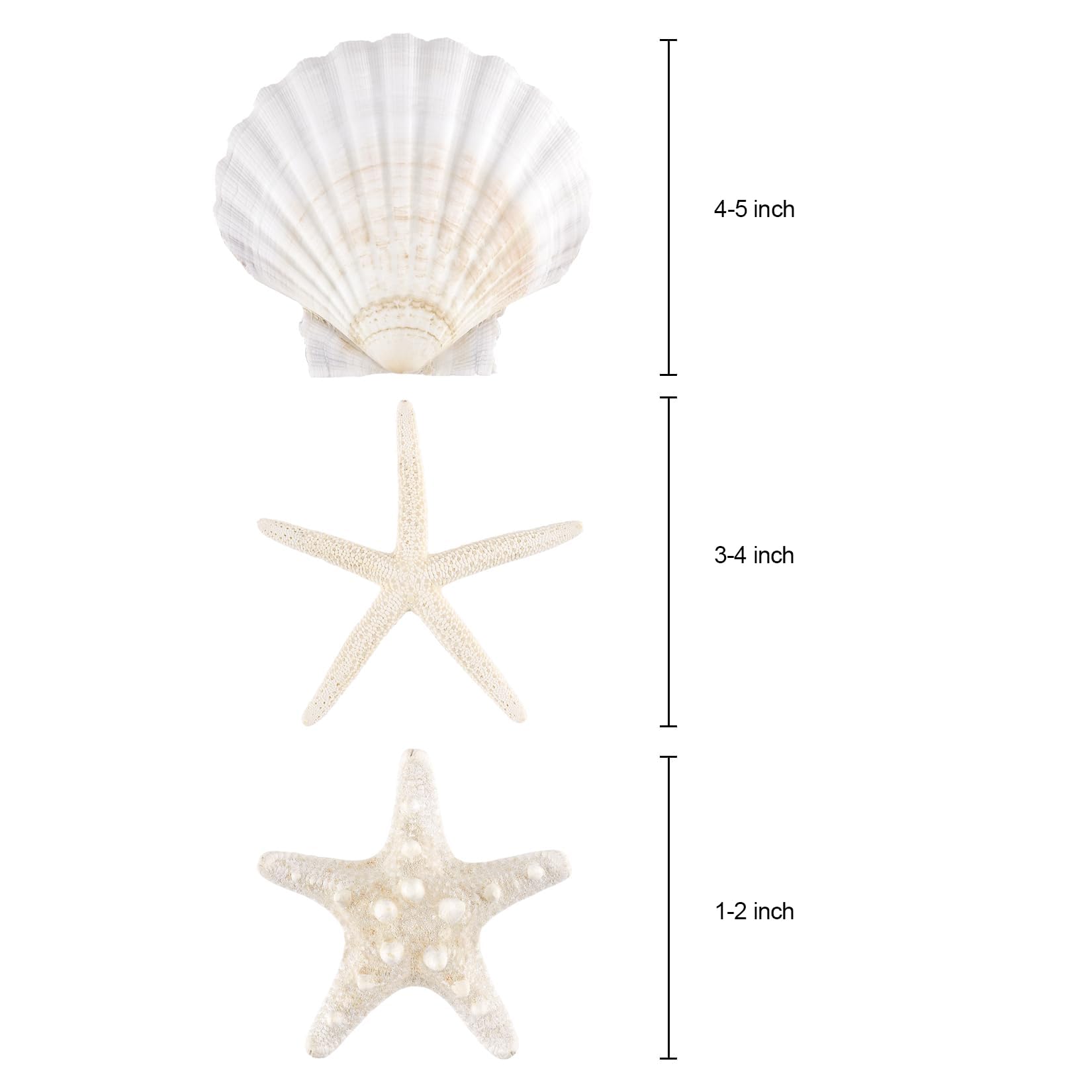 PPCLION scallop shells 4-5 inch set of 12 pieces for decor