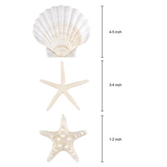 PPCLION scallop shells 4-5 inch set of 12 pieces for decor
