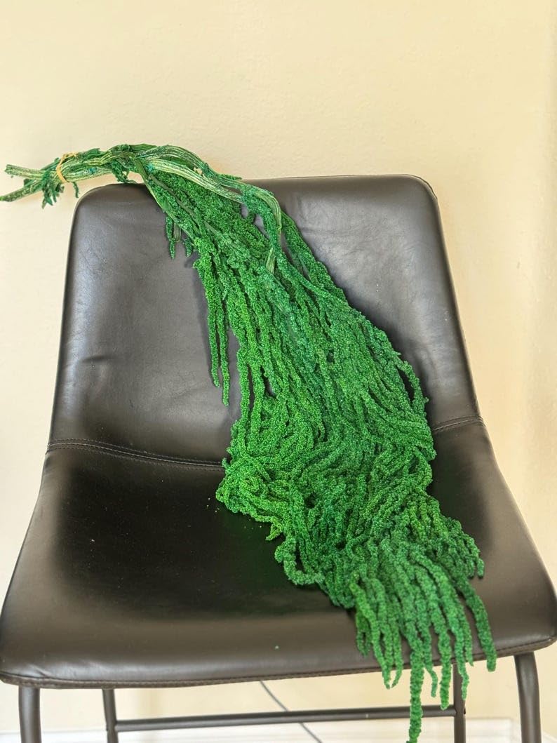 Green preserved amaranthus stems 32-40 inches