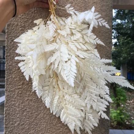 Preserved Fern for Home Decor and Crafts