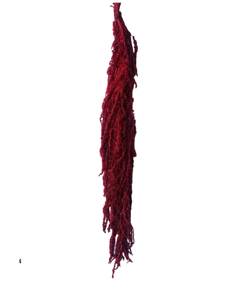 Package of 5 burgundy amaranthus stems dried flowers