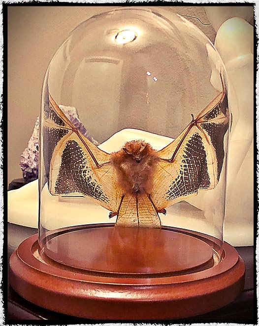Genuine preserved fruit bat in glass dome display