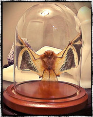 Genuine preserved fruit bat in glass dome display