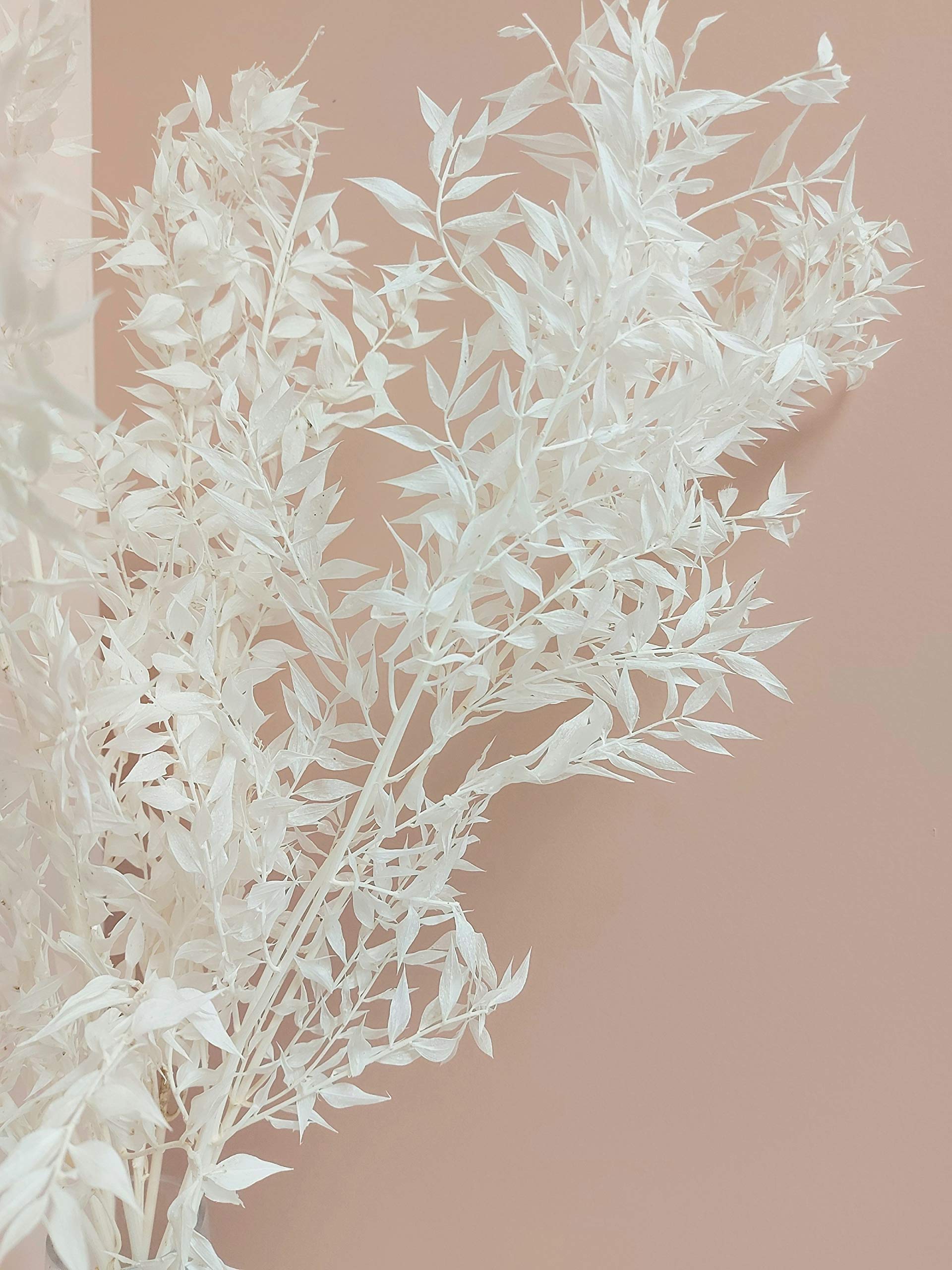 preserved greenery dried ruscus pack