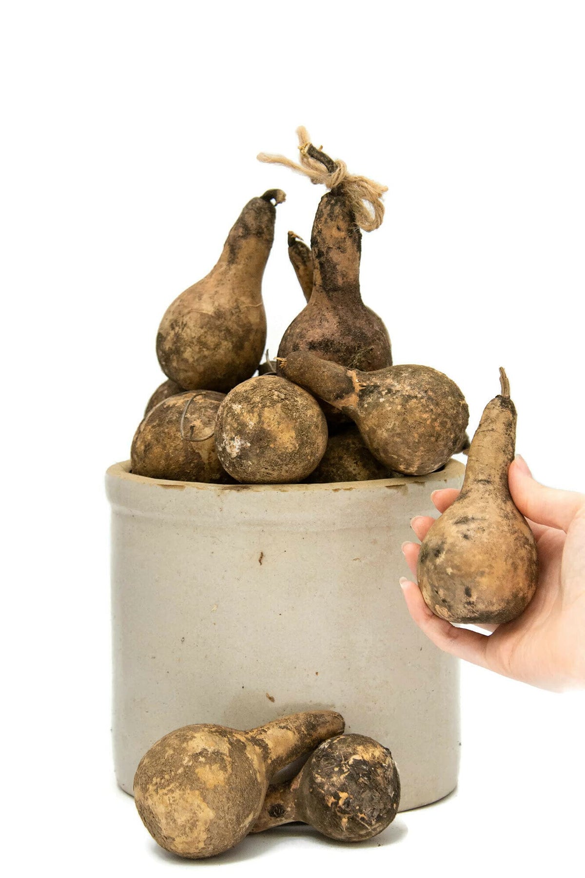 24 unwashed mini dipper gourds in a bag