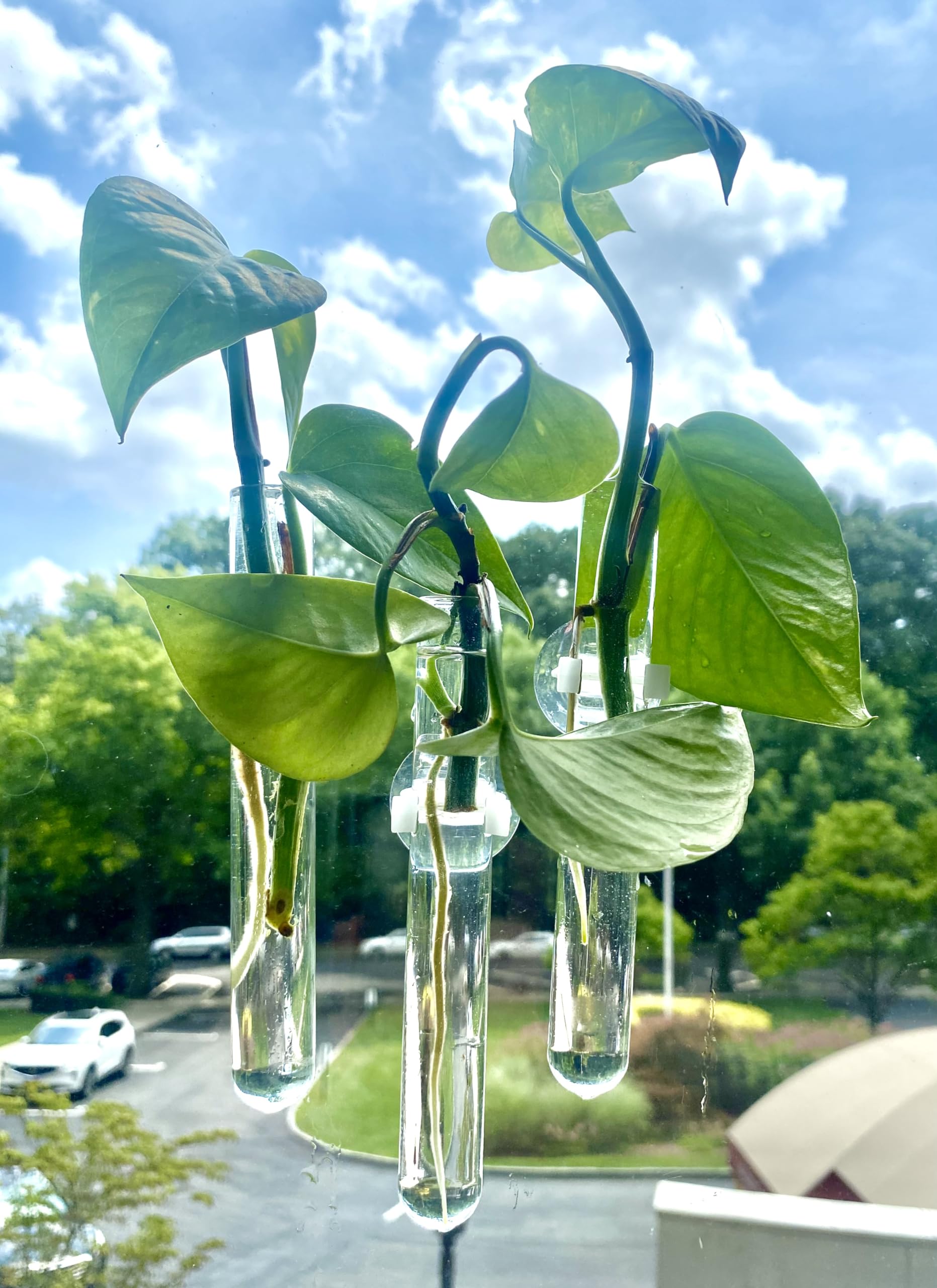 propagation and hydroponics glass tubes for root growth