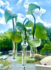propagation and hydroponics glass tubes for root growth