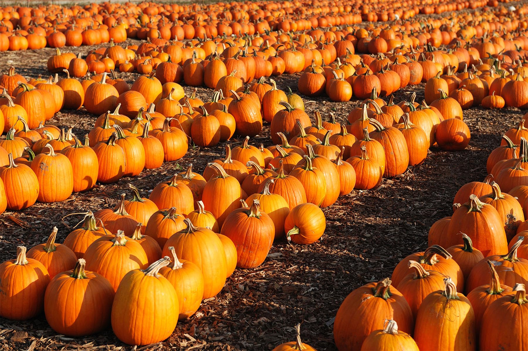 Pumpkin Harvest Freshie packaged with cord for hanging