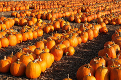 Pumpkin Harvest Freshie packaged with cord for hanging