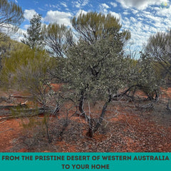 Australian sandalwood powder for incense cosmetics 100g